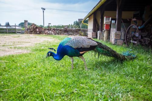 a peacock standing in the grass in a field at Resort Malevil in Jablonné v Podještědí