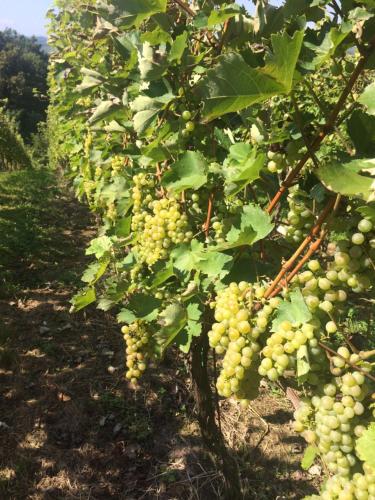 a bunch of green grapes hanging from a tree at Holiday Home Mađerka in Štrigova