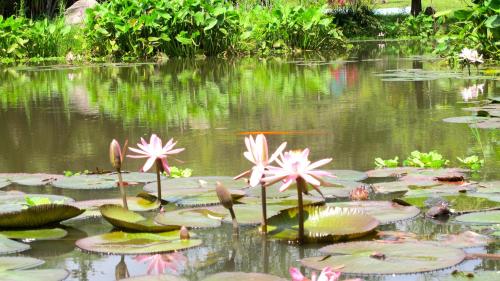 a pond with pink flowers and lily pads at Yolitia Wellness in Malinalco