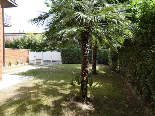 a palm tree in the middle of a yard at Villa Allende in Forte dei Marmi in Forte dei Marmi