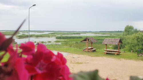 a field with two picnic shelters and pink flowers at Lubāna mitrāja informācijas centrs in Abaine