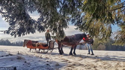 a man pulling a horse drawn sleigh in the snow at Casa Bradet in Întorsura Buzăului