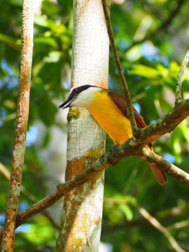 a yellow bird perched on a tree branch at Hidden Haven in Unitedville