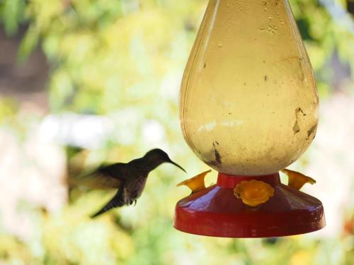 a bird is eating out of a bird feeder at Hidden Haven in Unitedville