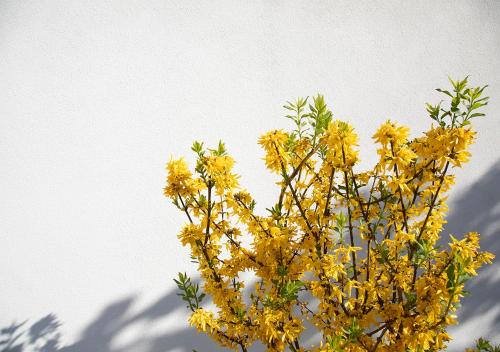 Fotografie z fotogalerie ubytování The Greenhouse v Antverpách