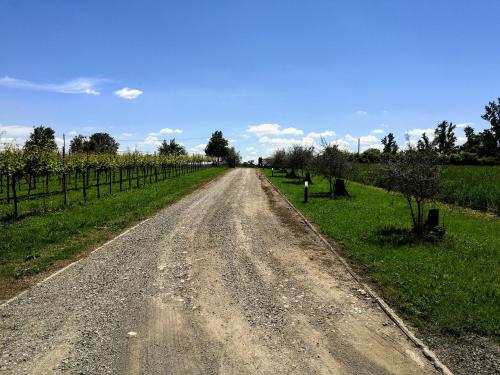 a dirt road in the middle of a field at B&B Ca' Restom in Reggio Emilia