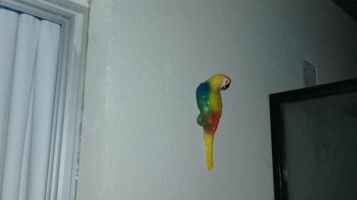 a colorful parrot hanging on a wall at Departamento Moderno Y Confortable in San Miguel de Tucumán