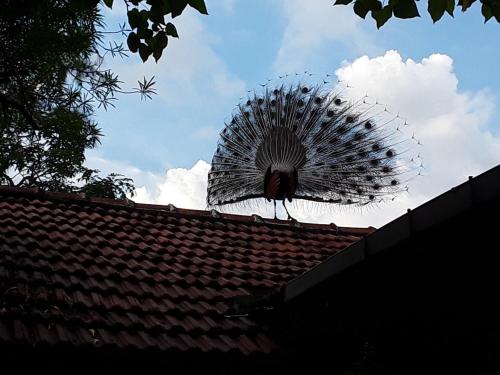 Φωτογραφία από το άλμπουμ του Suduweli Beauties of Nature - Yala σε Kirinda