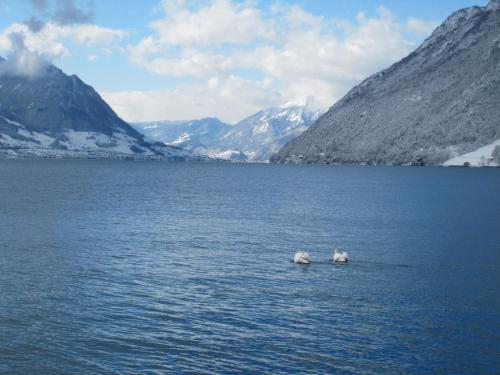 two birds swimming in a lake with snow covered mountains at City Hotel in Brunnen