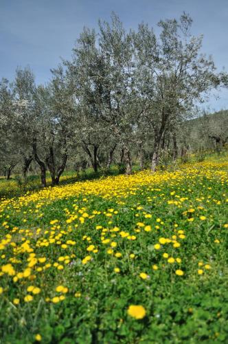 a field of yellow flowers in front of trees at Agriturismo "Antico Frantoio" in Foligno