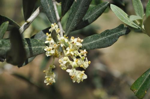a bunch of white flowers on a tree branch at Agriturismo "Antico Frantoio" in Foligno