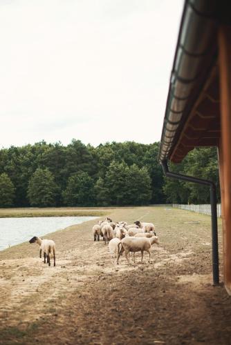 a herd of sheep are standing in a field at Tatarska Zagroda - Agroturystyka Dolina Baryczy Noclegi - Domek Jelonek in Krośnice