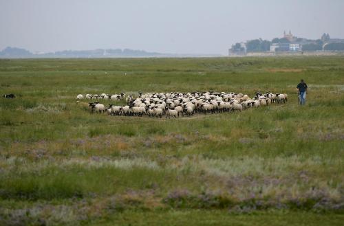 a man herding a herd of sheep in a field at Logis Auberge De La Dune - Hôtel & Restaurant in Le Crotoy