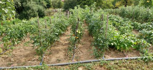 a garden with some onions growing in it at Haus Viktoria near Banja Luka in Banja Luka