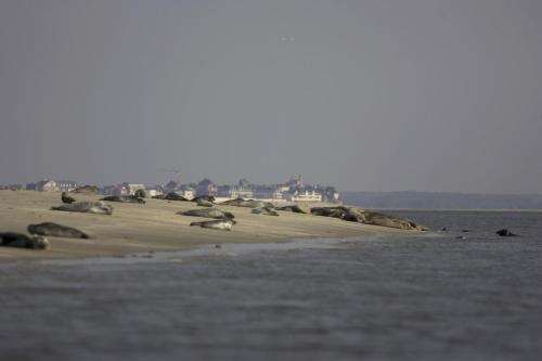 a group of seals laying on a beach near the water at Logis Auberge De La Dune - Hôtel & Restaurant in Le Crotoy
