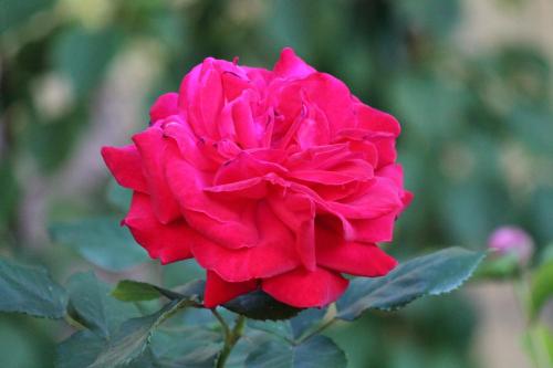 a red rose is growing on a plant at La chambre aux hirondelles in Ittenheim
