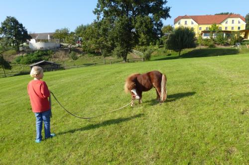 a young boy holding a horse on a leash in a field at Kerndlerhof in Ybbs an der Donau
