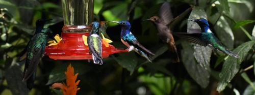 a group of birds perched on a bird feeder at El Descanso in Mindo