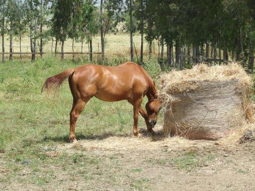 a brown horse standing next to a pile of hay at Agriturismo Monte Majore in Siliqua