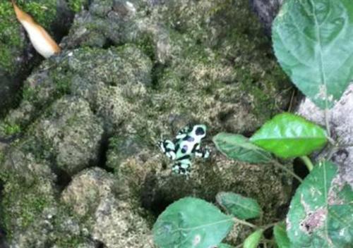 a green and white frog sitting on some rocks at Brigitte's Ranch in Cahuita