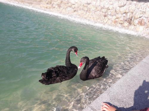 two black swans swimming in a body of water at Apartment 30 m2 on Sergei Esenin 11 in Kharkiv