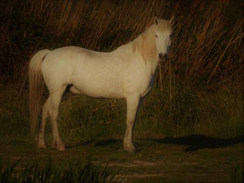 a white horse is standing in the grass at Mas Fandelou in Saintes-Maries-de-la-Mer