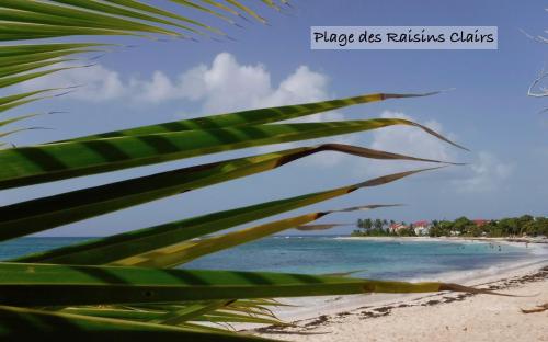 a palm tree on a beach with the ocean at Appartement sur la plage, avec vue panoramique sur le lagon - IKABA in Saint-François
