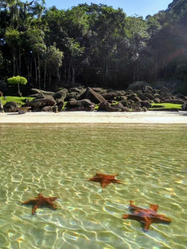 three starfish swimming in the water near a beach at Vale do Pontal Angra Suites in Angra dos Reis