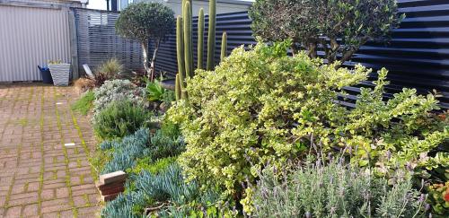 a garden with various plants and bushes at Blue Marlin Apartments in Whitianga