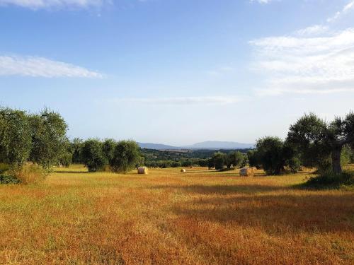 a field with hay bales in the middle of it at B&B Il Glicine in Montefollonico