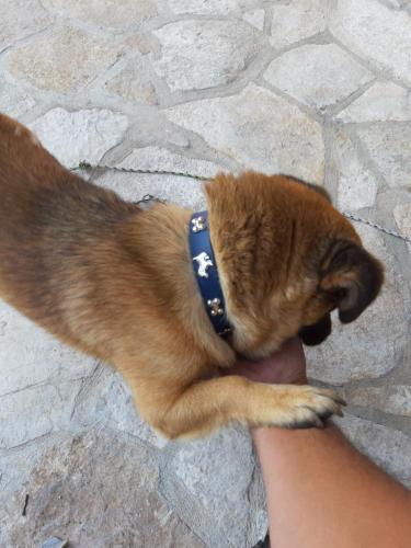 a small dog wearing a blue collar on a persons hand at Nijona 1 in Trebinje