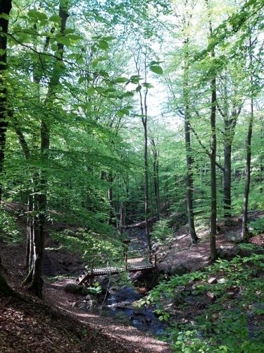 a wooded area with a stream in a forest at B&B Chambre d'hôtes de la Vecquée in Stoumont