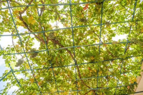 a tree with green leaves in front of a fence at Kokonis House in Ayia Evfimia