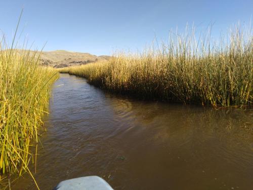 a river with tall grass on the side of it at Titicaca Sariri Lodge in Puno