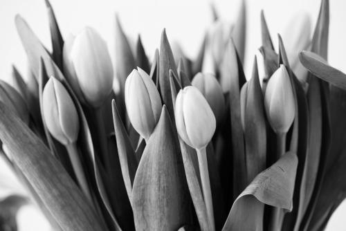 a bunch of tulips in a vase at Am Pavillon, Bed&Kitchen in Bern
