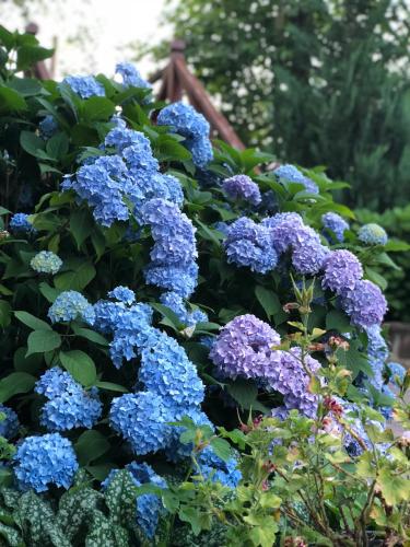 a bush of blue flowers in a garden at Karpatska Mria in Yaremche