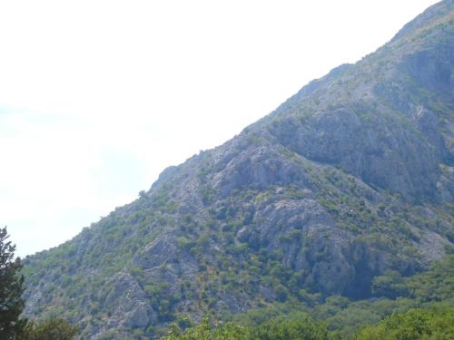a mountain with trees on the side of it at Villa Aronija in Kotor