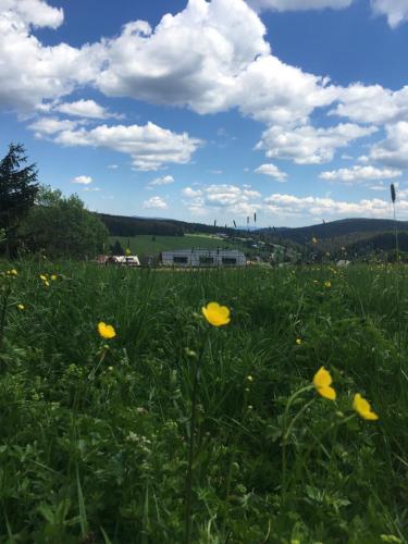 a field of yellow flowers in a green field at Apartmán Bambi Kvilda in Kvilda