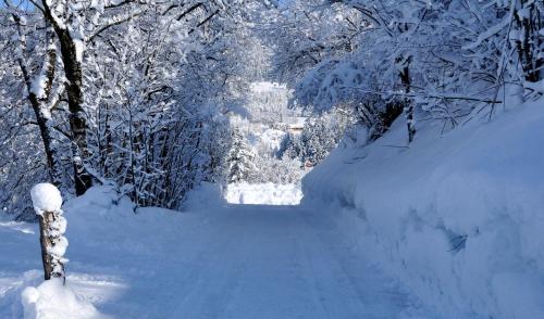 a snow covered alley way with trees and snow covered branches at Bodenhof Ferienwohnungen in Fieberbrunn