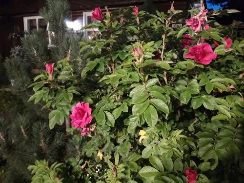 a bush with pink flowers in front of a house at Country Dream - Langholt 2 in Selfoss