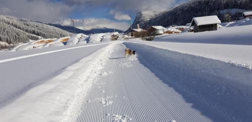 a dog walking down a snow covered road at Appartement Königslehen in Radstadt