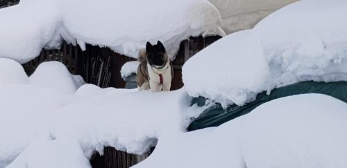 a black and white dog standing in the snow at Appartement Königslehen in Radstadt