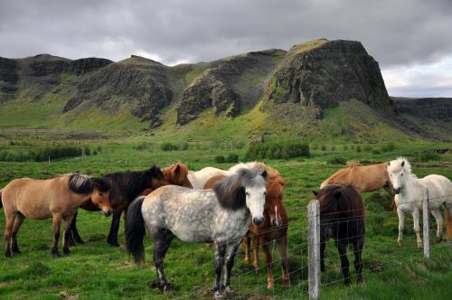 Animales en la casa vacacional o alrededores