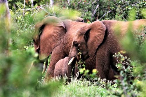 two elephants standing next to each other in a field at Ngalali Retreat in Grietjie Nature Reserve