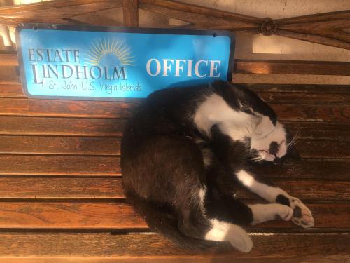 a black and white cat sleeping on a wooden bench at Estate Lindholm in Saint John