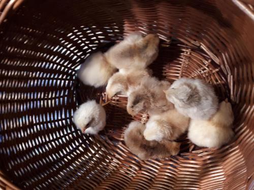 Animales en the country house o alrededores
