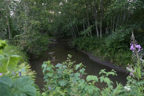 a river in a wooded area with trees and plants at Annenhof Holiday House in Pudisoo