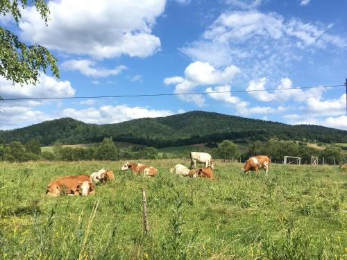 a herd of cows grazing in a field of grass at Pokoje u Bożeny i Zbyszka in Lipie