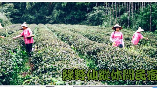 um grupo de pessoas caminhando por um campo de colheitas em Green Ozland B&B em Dongshan