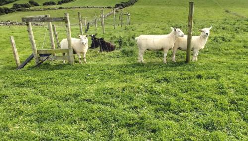 a group of sheep standing in a field at Valley Lodge Room Only Guest House in Claremorris